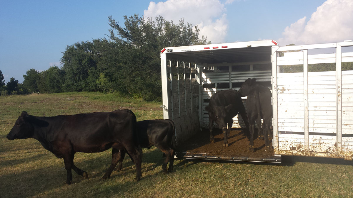 20170803_184541GR Unloading cattle sm