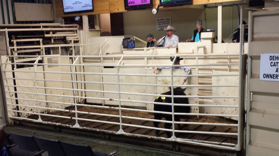 20160229_134846 cattle sale1