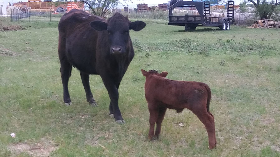 20170429_190918 red calf