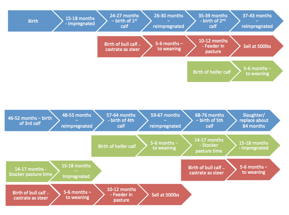 Cow-Calf life cycle